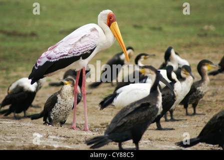 Gelb-billed Stork (Mycteria Ibis) Bilder aus dem Monat in Uganda, Hütte-Kanal, der Lake Edward nach Lake George verbindet Stockfoto