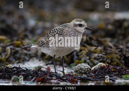 Juvenile amerikanischen Goldregenpfeifer (Pluvialis Dominica), St Mary's, Scilly-Inseln Stockfoto