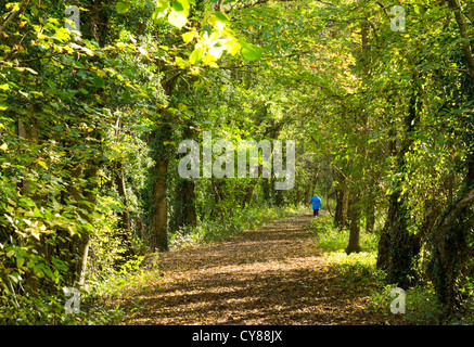 Brockweir ist ein kleines Dorf im Wye Valley Wald von Dean Monmouthshire England: Herbst Wandern in den Wald von Dean Stockfoto