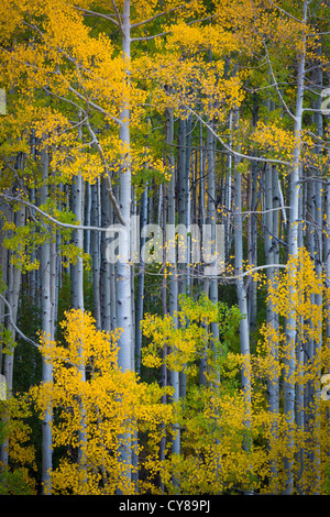 Espen Hain in den San Juan Mountains von Colorado Stockfoto