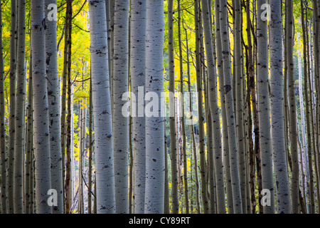 Espen Hain in den San Juan Mountains von Colorado Stockfoto