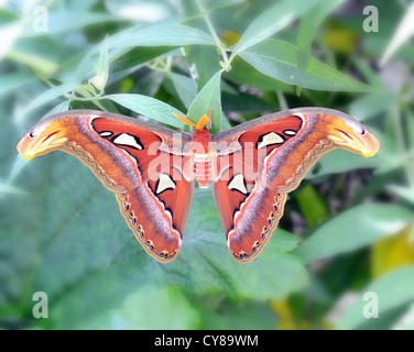 Atlas-Motte (Attacus Atlas) ist eine große Saturniid Motte fand in den tropischen und subtropischen Wäldern von Südost-Asien aclose Stockfoto