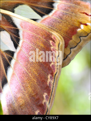 Atlas-Motte (Attacus Atlas) ist eine große Saturniid Motte fand in den tropischen und subtropischen Wäldern von Südost-Asien, Stockfoto