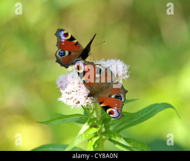 Schmetterling Pfau füttern Inachis io Stockfoto