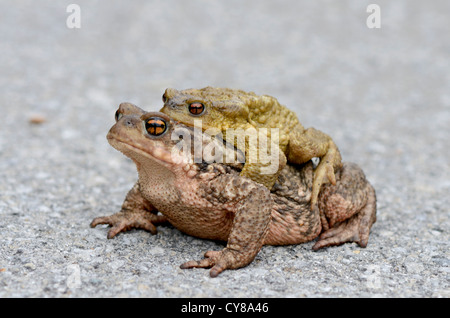 Männchen und Weibchen, Gemeine Kröte, Amplexus, Balz im Frühjahr, Bufo Bufo, Spanien. Stockfoto