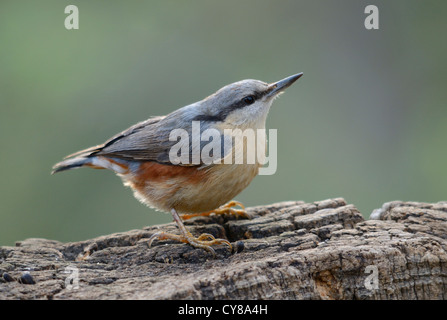 Europäisch, eurasische Kleiber Sitta Europaea, Spanien. Stockfoto