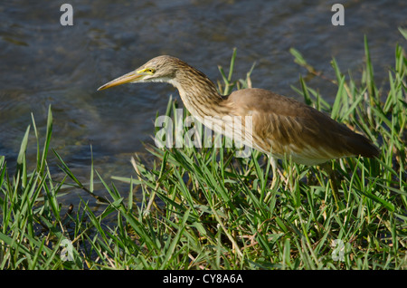 Squacco Heron, Ardeola Ralloides, Spanien. Stockfoto