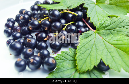 schwarze Johannisbeere, reifen Beeren und grünen Blättern. Stockfoto