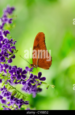 Schmetterling Orange Longwing (Dryas Iulia) Stockfoto