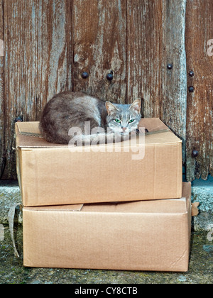 Katze schläft auf Karton - Frankreich. Stockfoto