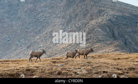 Drei Bighorn Schafe (Ovis Canadensis) Mutterschafe auf 12.800-Fuß Ebene Kolorados Mount Evans Stockfoto