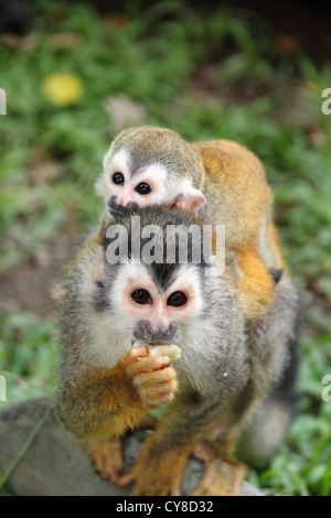 Ein grau gekrönt mittelamerikanischen Totenkopfaffen (Saimiri Oerstedii Citrinellus) mit einem jungen auf dem Rücken eine Banane essen. Stockfoto