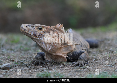 Eine große Erwachsene männliche schwarz stacheligen Tailed Leguan (Ctenosaura Similis) in Dominical, Costa Rica. Stockfoto