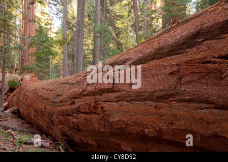 vor kurzem gefallenen Mammutbaum, Sequoiadendron Giganteum, in Long Meadow Grove Stockfoto