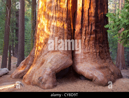 Mammutbaum, Sequoiadendron Giganteum, Long Meadow Grove Stockfoto