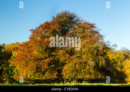 Ein großer Ahornbaum zeigt, braun, orange und gelbe Herbstfärbung an einem sonnigen Tag Stockfoto