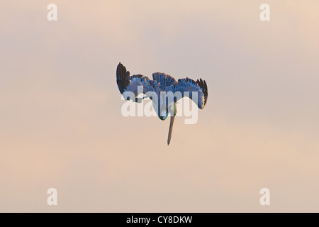 Brauner Pelikan im vertikalen Tauchgang Stockfoto