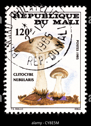 Briefmarke aus Mali mit Pilzen (Clitocybe Nebularis) Stockfoto