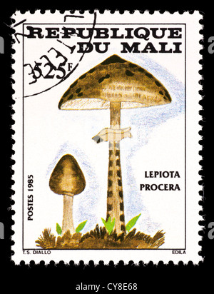 Briefmarke aus Mali mit Pilzen (Lepiota Procera) Stockfoto