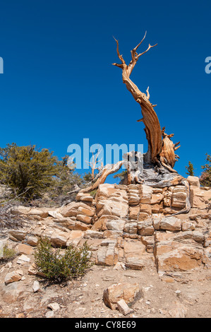 Dramatischen Blick auf the Ancient Bristlecone Pine Forest. Stockfoto