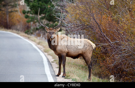 Ein einsamer Bachelor Stier Elch außerhalb der Herde ein dominanter männlicher Hoffnung abschöpfen Kühe während der Brunftzeit Herbst hängt Stockfoto