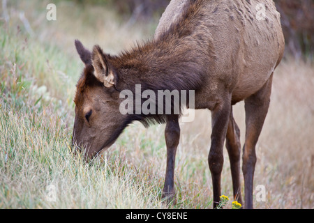 Ein Doe-Elk weidet auf den trockenen Gräsern des Rocky Mountain National Park während der Brunftzeit Herbst. Colorado Stockfoto