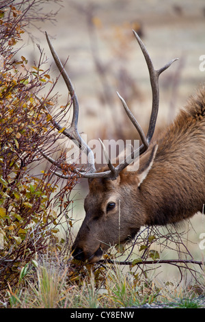 Ein einsamer Bachelor Stier Elch außerhalb der Herde ein dominanter männlicher Hoffnung abschöpfen Kühe während der Brunftzeit Herbst hängt Stockfoto