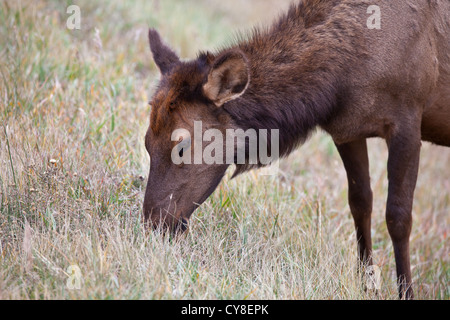 Ein Doe-Elk weidet auf den trockenen Gräsern des Rocky Mountain National Park während der Brunftzeit Herbst. Colorado Stockfoto