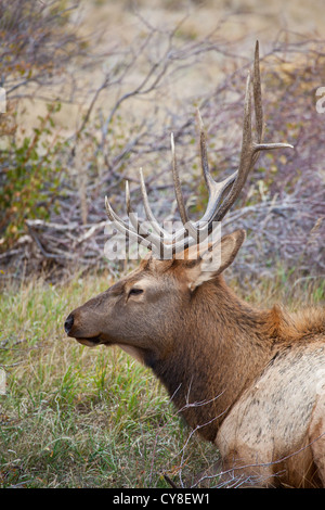 Ein einsamer Bachelor Stier Elch außerhalb der Herde ein dominanter männlicher Hoffnung abschöpfen Kühe während der Brunftzeit Herbst hängt Stockfoto