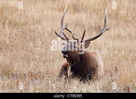 Einen großen männlichen Elch bugles für seine Kumpels im Herbst Saison Spurrinnen. Estes Park, Colorado. Stockfoto