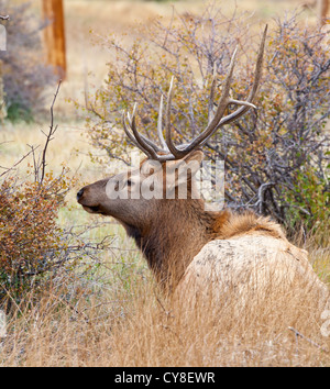 Ein einsamer Bachelor Stier Elch außerhalb der Herde ein dominanter männlicher Hoffnung abschöpfen Kühe während der Brunftzeit Herbst hängt Stockfoto