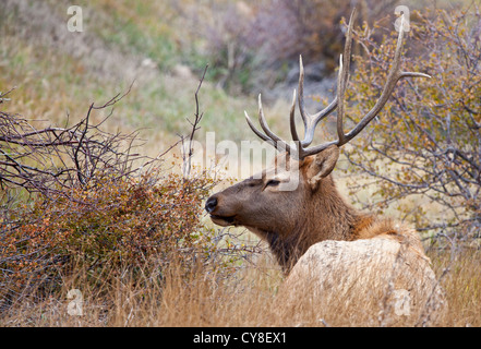 Ein einsamer Bachelor Stier Elch außerhalb der Herde ein dominanter männlicher Hoffnung abschöpfen Kühe während der Brunftzeit Herbst hängt Stockfoto