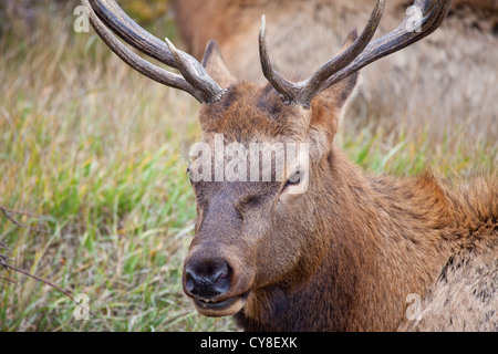 Ein einsamer Bachelor Stier Elch außerhalb der Herde ein dominanter männlicher Hoffnung abschöpfen Kühe während der Brunftzeit Herbst hängt Stockfoto