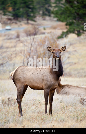 Ein Doe-Elk weidet auf den trockenen Gräsern des Rocky Mountain National Park während der Brunftzeit Herbst. Colorado Stockfoto