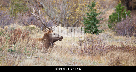 Ein einsamer Bachelor Stier Elch außerhalb der Herde ein dominanter männlicher Hoffnung abschöpfen Kühe während der Brunftzeit Herbst hängt Stockfoto