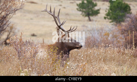 Ein einsamer Bachelor Stier Elch außerhalb der Herde ein dominanter männlicher Hoffnung abschöpfen Kühe während der Brunftzeit Herbst hängt Stockfoto