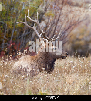 Ein einsamer Bachelor Stier Elch außerhalb der Herde ein dominanter männlicher Hoffnung abschöpfen Kühe während der Brunftzeit Herbst hängt Stockfoto