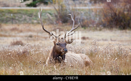 Ein einsamer Bachelor Stier Elch außerhalb der Herde ein dominanter männlicher Hoffnung abschöpfen Kühe während der Brunftzeit Herbst hängt Stockfoto