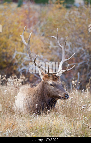 Ein einsamer Bachelor Stier Elch außerhalb der Herde ein dominanter männlicher Hoffnung abschöpfen Kühe während der Brunftzeit Herbst hängt Stockfoto