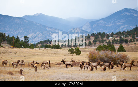 Eine große Herde von Elch mit den Bergen im Hintergrund außerhalb Rocky Mountain Nationalpark, Colorado Stockfoto