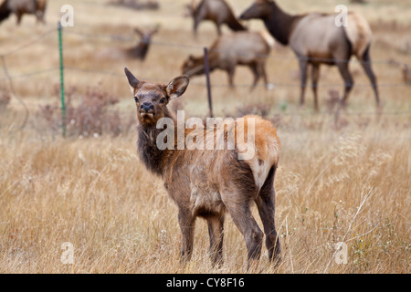 Ein Elchkalb auf den Bereich außerhalb Rocky Mountain National Park, Colorado. Stockfoto