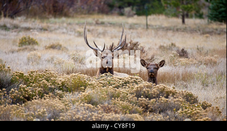 Eine große Bull und Elchkühe Blick hinter einem Busch als ob erwischt, was sie sein sollte. Rocky Mountain National Par Stockfoto