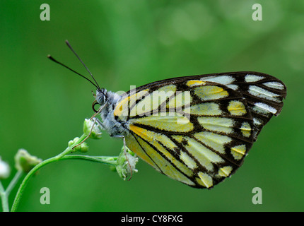 Pionier Stockfoto