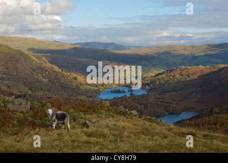 Grasmere und Rydal Wasser aus Silber wie Nationalpark Lake District, Cumbria, England UK Stockfoto