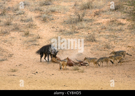 braune Hayena und Schakal auf Eland Karkasse Stockfoto