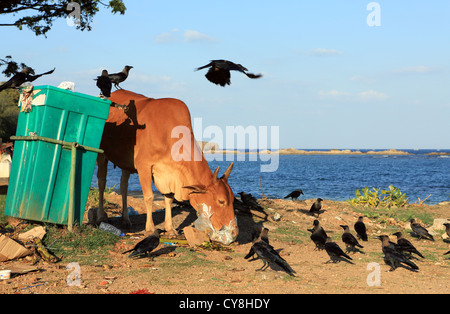 Eine Kuh fallend durch Müll auf der Suche nach Nahrung gekonnt von einem Schwarm von schwarzen Krähen in Trincomalee auf Sri Lanka geholfen. Stockfoto