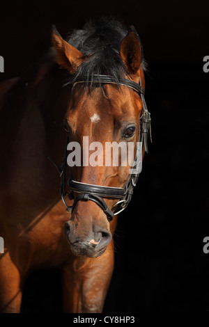 Bucht von Trakehner Pferd mit klassischen Zaum Stockfoto