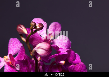 Nahaufnahme von lila Blüten und Knospen an Orchideen in voller Blüte lila / rosa Hintergrund. Stockfoto