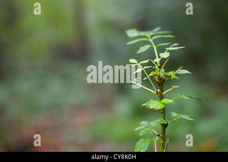 Esche; Fraxinus Excelsior; von Hirsch beschädigt; UK Stockfoto