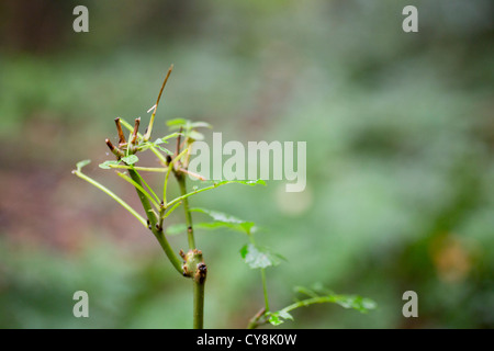 Esche; Fraxinus Excelsior; von Hirsch beschädigt; UK Stockfoto